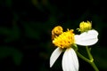 Hoverfly sucking nectar on flower