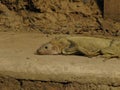 Close up shot of a huge Iguana