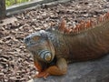 Close up shot of a huge Iguana