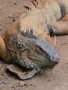 Close up shot of a huge Iguana