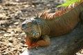 Close up shot of a huge Iguana