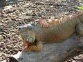 Close up shot of a huge Iguana