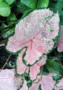 Close up shot of a huge plant leaf known as carolyn whorton caladium orlando sentinel