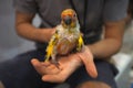 Close up shot of human hand holding beautiful green parrot chicks Royalty Free Stock Photo