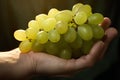 Close up shot of human hand holding a bunch of yellow grapes Royalty Free Stock Photo