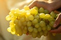 Close up shot of human hand holding a bunch of yellow grapes Royalty Free Stock Photo
