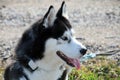 Close-up shot of husky dog blue and brown eyes Royalty Free Stock Photo