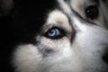 Close-up shot of husky dog blue and brown eyes Royalty Free Stock Photo