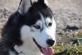 Close-up shot of husky dog blue and brown eyes Royalty Free Stock Photo