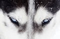 Close-up shot of husky dog blue eyes Royalty Free Stock Photo