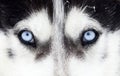 Close-up shot of husky dog blue eyes Royalty Free Stock Photo