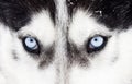 Close-up shot of husky dog blue eyes Royalty Free Stock Photo