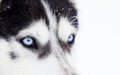 Close-up shot of husky dog blue eyes Royalty Free Stock Photo
