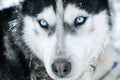 Close-up shot of husky dog Royalty Free Stock Photo