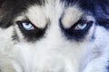 Close-up shot of husky dog blue eyes. Husky dog of black and white color with blue eyes, thoroughbred