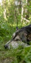 close-up shot of husky dog blue eyes Royalty Free Stock Photo