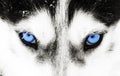 Close-up shot of a husky dog's blue eyes Royalty Free Stock Photo