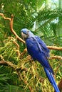 Close up shot of a Hyacinth macaw