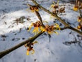 Hybrid witch hazel (hamamelis intermedia) flowering with yellow and orange twisted petals on bare stems in