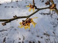 Hybrid witch hazel (hamamelis intermedia) flowering with yellow and orange twisted petals on bare stems in