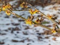 Hybrid witch hazel (hamamelis intermedia) flowering with yellow and orange twisted petals on bare stems in