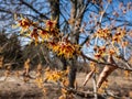 Close-up shot of the hybrid witch hazel hamamelis x intermedia flowering with yellow and orange twisted petals on bare stems in