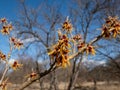 Close-up shot of the hybrid witch hazel hamamelis x intermedia flowering with yellow and orange twisted petals on bare stems in