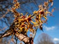 Close-up shot of the hybrid witch hazel hamamelis x intermedia flowering with yellow and orange twisted petals on bare stems in