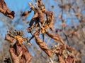 Close-up shot of the hybrid witch hazel (hamamelis x intermedia) flowering with yellow and orange petals on bare stems