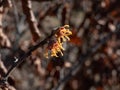 Close-up shot of the hybrid witch hazel (hamamelis x intermedia) flowering with yellow and orange twisted petals