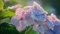 A close-up shot of hydrangea blossoms kissed by the morning dew, their intricate details highlighted in the soft morning light Royalty Free Stock Photo