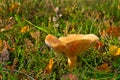 Close-up shot of a Hygrophoropsis aurantiaca growing in a forest