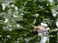 Close up shot of a Hylarana guentheri pond frog