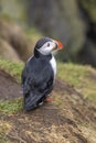 Close up shot of Icelandic Puffin under rain