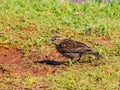 Close up shot of immature Red-winged Blackbird eating dirt Royalty Free Stock Photo