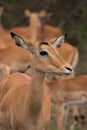 Close up of Impala on safari in Africa