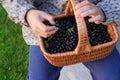 Close up shot of the impersonal kid farmer holding the basket of the black currant on his knees in front of him Royalty Free Stock Photo