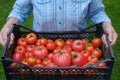 Close up shot of the impersonal woman farmer keeping the large box of tomatoes in front of her on eco-farm Royalty Free Stock Photo