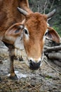A close up shot of a Indian cow with horns and a white patch on the forehead