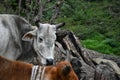 A close up shot of a Indian cow with horns and a white patch on the forehead