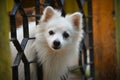 Close-up shot of an Indian Spitz puppy sneaking its head out of the gate