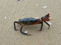 Close up shot of a injured blue crab at the beach Royalty Free Stock Photo