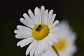 A close up shot of insects on white daisy flower