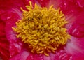 Anther flower inside details close up shot