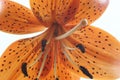 The inside of an orange tiger lily. Royalty Free Stock Photo