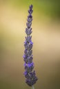 Close up shot of an isolated lavender flower. Royalty Free Stock Photo