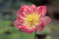 Close up shot of an Isolated pink lotus flower in green background