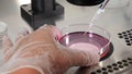 Close-up shot of IVF procedure. Embryologist in protective gloves dropping media from plastic test tube in petri dish, collect