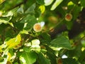 Close up shot of Antochepalus Cadamba flower and leafs