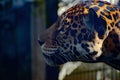 Close-up shot of a jaguar profile